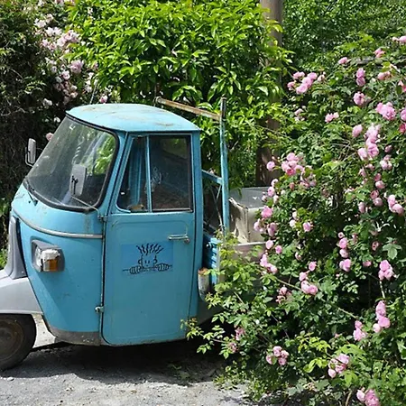 Charming In The Groves Near The Sea * Bellissimi